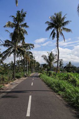 Tropikal yol palmiye ağaçları ve yemyeşil ile çevrili berrak mavi gökyüzü altında doğanın güzelliğini sembolize ediyor ve seyahat için mükemmel.