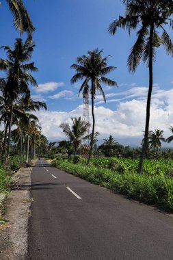 Büyüleyici asfalt yolu, doğal güneş ışığına sahip yeşil palmiye ağaçlarının ortasından geçer. Huzurlu seyahatler, egzotik yerler ve cennet gibi tatil deneyimleri için en iyi tasvir edilir.