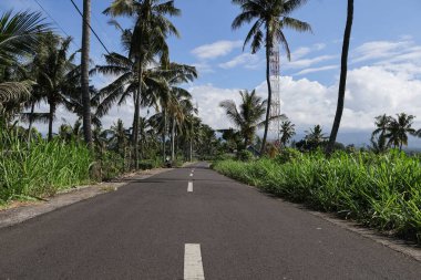 Doğal güneş ışığıyla palmiye ağaçlarının arasında gezinen, çarpıcı bir yolculuk zemini yaratan ve barışçıl tropikal çevreyi destekleyen,