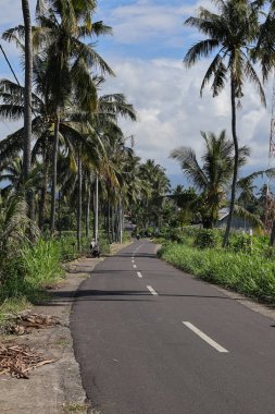 Palmiye ağaçları ve tropikal dinginliği taşıyan yeşil bitki örtüsüyle çevrelenmiş huzurlu bir yol ve ferahlatıcı bir doğa ışığı deneyimi.