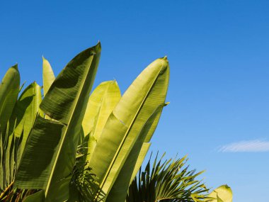 Egzotik Muz Yaprakları ve Mavi Gökyüzü Kopya Alanı, Yaz Temaları ve Rahatlatıcı Tatil Konseptleri İçin İdeal