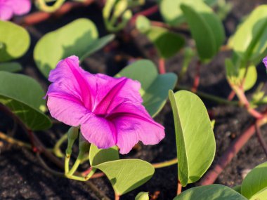 Canlı pembe kumsal sabah çiçeklerinin yakın çekimi yeşil yapraklarla açan doğal ışık, kıyı bitkilerinde yaşam sergiliyor.