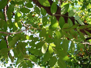Doğal güneş ışığıyla aydınlanan yemyeşil ağaç yaprakları geniş kopya alanı ile tazelik ve sükunet hissi yaratıyor.