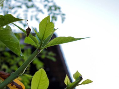 Doğal ışık altında filizlenen canlı yeşil yapraklar ve fotokopi alanı taze büyüme ve doğal güzelliği betimliyor. Çevre dostu projeler için harika.