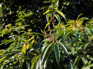 Parlak yeşil yapraklarla çiçek açan canlı mango ağacı ve doğal ışıkta küçük çiçekler, tropikal doğayı ve bahar uyanış mevsimini yansıtıyor.