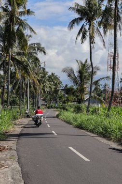 6 Haziran 2025 'te Lombok, Endonezya' da palmiye ağaçlarıyla çevrili kırsal bir yolda mobiletle gezen bir sürücü.