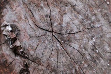 Derin Çatlaklar ve Doğal Arkaplan ve Kırsal Tasarımlar İçin Doğal Büyüme Halkalarını Gösteren Ayrıntılı Ağaç Kalçası Dokusu