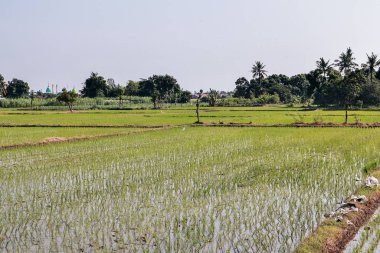 Bereketli Yeşillik ve Doğal Işıklandırma ile Serene Rice Field Sürdürülebilir Tarım ve Kırsal Tarım 'a Bir Bakış Sunuyor