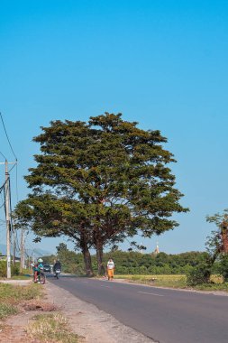 Asfalt yolu, Mataram, Endonezya 'da yeşil bitki örtüsü bulunan kırsal bir araziden geçiyor, 14 Ağustos 2025