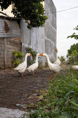 Evcil kazlar doğal ortamlarında hafif ışıklandırma ile şakalaşarak doğaya odaklı reklam ve pazarlama kampanyaları için uygun cömert kopya alanları sunuyorlar.