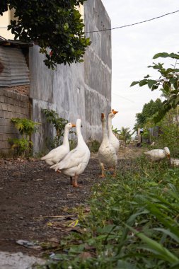 Doğal Işık, Kopyalama Alanı ve Tarım ve Ekolojik Konseptler İçin Yeşil Bitki Konsepti ile Kırsal Alanda Birlikte Duran Evcil Beyaz Kazlar