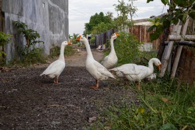 Beyaz kazlar çit ve yeşillik ile doğal ışık altında kırsal alanda duruyor, tarım yaşam tarzını, serbest tarım ve kırsal bölgeleri temsil ediyor.