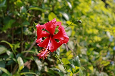 Çarpıcı kırmızı amber çiçeği yemyeşil bir bahçede doğal ışıkla çiçek açıyor, botanik ya da tropikal temalı reklam kampanyaları için kopya alanı sunuyor.