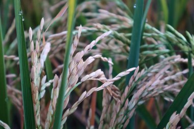 Bir çeltik tarlasında olgunlaşmış pirinç taneleri, sürdürülebilir ve organik tarım uygulamalarını gösteren doğal ışıkla yakalanır.
