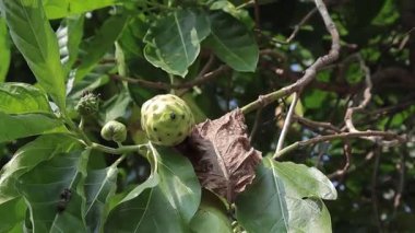 Ağaçta doğal ışık ve fotokopi alanı ile yetişen noni meyveleri, sağlık ve sağlık ürünleri reklamı için tropikal bitki sergiliyor.
