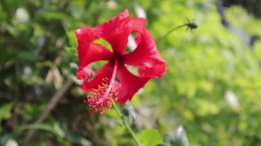 Parlak kırmızı amber çiçeği doğal ışık ve fotokopi alanı ile yaprakları açıyor botanik veya egzotik bahçe reklamları için.