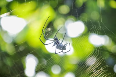 Yeşil Bokeh Arkaplanı ve Vahşi Yaşam Fotoğrafçılığı ve Örümcek Araştırmaları İçin Doğal Işığı olan Büyük Örümcek İnşa Ağı