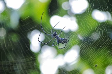 Altın Küre Weaver Örümceği Bokeh Arkaplanı ile Web 'inde Dinleniyor, Vahşi Yaşam Fotoğrafçılığını ve Doğal Yaşam Güzelliğini Vurguluyor