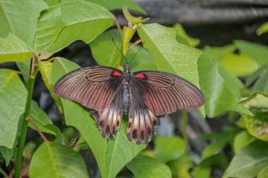 Doğal ışık altında yapraklı yapraklara tünemiş kanatları olan zarif Mormon Kelebeği doğa fotoğrafçılığına ilham veriyor ve ekolojik denge farkındalığını arttırıyor.