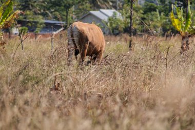Doğal Işık, Kırsal Tarım, Sığır Çiftliği, Çiftlik Hayvanları, Sürdürülebilir Tarım Tarlasında Sığır Çimenliği