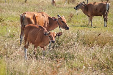 Banteng Sığırları Grassy Sahasında Altın Gün Işığıyla Duruyor, Endonezya 'nın vahşi yaşamını ve kırsal yaşamını seyahat belgeselleri ve doğa yayınları için sergiliyor