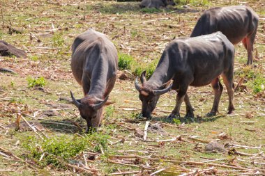 Açık Arazide Doğa Işığıyla Otlayan Su Bufaloları, Açığa Çıkarıcı Boynuzlar ve Güçlü İnşa, Sürdürülebilir Tarım ve Hayvancılık Altını Altında