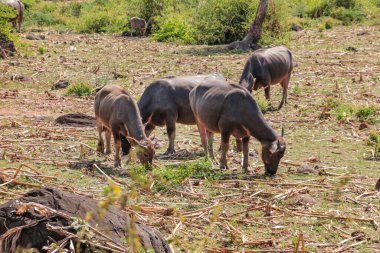 Sahada otlayan bizonlar Doğal Işıkta Banyo Yapıyor, Vahşi Yaşamı Yansıtıyor, Kırsal Uyum ve Biyolojik Çeşitliliği Gelecek Nesiller İçin Korumanın Önemi