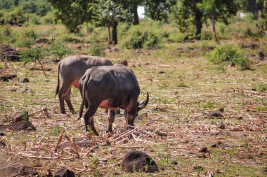 Sahada Doğal Işık ve Dağılmış Kayalarla Otlayan Su Bizonları, doğayla ilgili eğitici kaynaklar için çevrelerindeki vahşi yaşamı resmediyor.