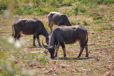 Sahada sessizce otlayan bizonlar güçlü özelliklerini ve doğal yaşam alanlarında hayvancılık ya da kırsal imgeler için sakin davranışlarını sergilerler.