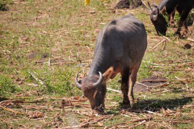 Sahada Doğal Işık Altında Bufalo Otlaması, Koyu Boynuzlar ve Koyu Ceket Gösterme, Kırsal Tarım ve Vahşi Yaşam Konsepti