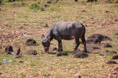 Su Bizonları Doğal Işık, Geniş Kopya Alanı, Hayvanları Gösterme ve Tarımsal Arazide Serbestçe otluyor