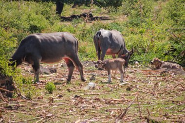 Water Buffalo ve Buzağı Doğal Işık Altında Yeşil Çayırda Besleniyor, Hayvan Refahını, Ekosistem Dengesini ve Asya 'daki Tarım Uygulamalarını sembolize ediyor
