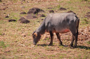 Su Bizonlarının otlaması Doğal olarak, Kırsal Tarım ve Geleneksel Hayvancılık Uygulamalarını Göstererek Metin Kaplaması İçin Geniş Kopyalama Alanı.