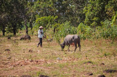 Doğal Işık Altında Tarlada Çiftçi ile Tarlada Bufalo Otlaması Geleneksel Çiftçiliği ve Kopya Alanlı Kırsal Yaşamı Resmediyor