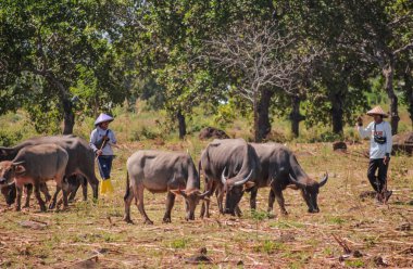 Güneydoğu Asya 'daki tarım topluluklarında tarım uygulamaları ve sakin kırsal manzaraları temsil eden Su Bizonları Tarlada Özgürce otluyor