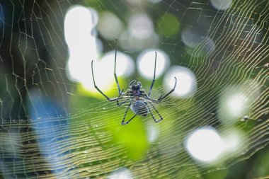 Altın Küre Weaver Örümceği Web 'de Doğal Işık ve Yeşil Bokeh Arkaplanı ile Yaban Hayatı ve Karmaşık Detayları Göstererek Dinleniyor