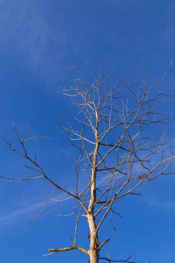 Naked tree rising up into the azure sky with faint clouds, under natural light, embodying minimalism and the enduring strength of nature