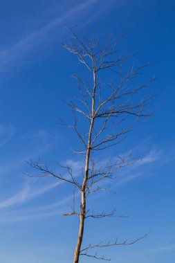 Tek bir çıplak ağaç silueti, parlak mavi gökyüzüne karşı ince bulutlar, dayanıklılığı ve doğal ışığı sembolize eden, geniş kopya alanı.
