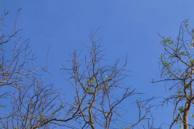 Yapraksız ağaç dalları açık mavi gökyüzüne doğal ışıkla uzanıyor, kışın katıksız güzelliğini minimalist bir şekilde yakalıyor.