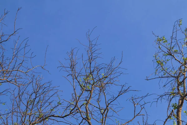 Yapraksız ağaç dalları açık mavi gökyüzüne doğal ışıkla uzanıyor, kışın katıksız güzelliğini minimalist bir şekilde yakalıyor.