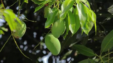 Taze yeşil mangolar canlı yapraklarla ağaç dalında sallanıyor. Tropikal meyve yetiştirme kavramı için rüzgarda hafifçe sallanıyor.