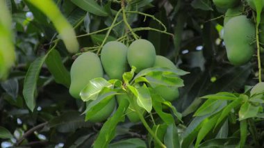 Ağaç dalında sallanan yeşil mangolar organik tarımı, taze ürünü ve tropikal tarım ortamını temsil ediyor.