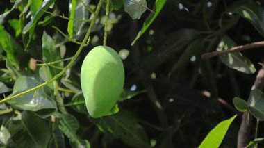 Olgunlaşmamış tek mango, organik gıda üretimi için tropik bahçede yeşil yaprakların bulanık arka planına sahip ağaç dalına asılmış.
