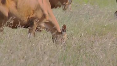 Kahverengi İnekler Doğal Işıkla Çayırda Serbestçe otluyor, Kırsal bir bölgede Sürdürülebilir Tarım Uygulamasını Yansıtıyor