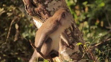 Maymun, canlı bir ormanda, doğal ışık altında ağaca tutunarak vahşi yaşamı ve doğayı koruma çabalarını güzel bir şekilde sergiliyor.