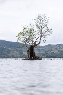 Yalnız Ağaç Gövdesi Yeşil Tepeler ve Bulutlu Gökyüzü Arkaplanıyla Suda Duruyor.