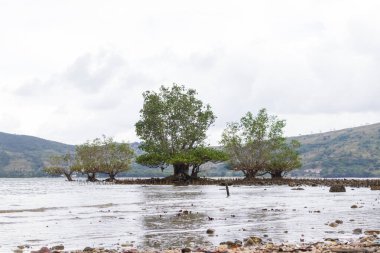 Üç yeşil mangrov ağacı sığ kıyı sularında dururlar çamurlu kökleri bulutlu bir gökyüzüne ve uzaktaki yeşil tepelere karşı..
