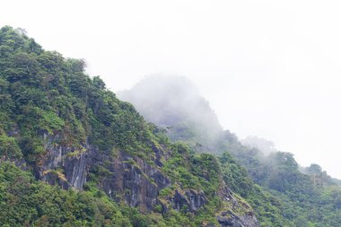 Dik tropikal dağ yoğun yağmur ormanı sisi ile kaplı.