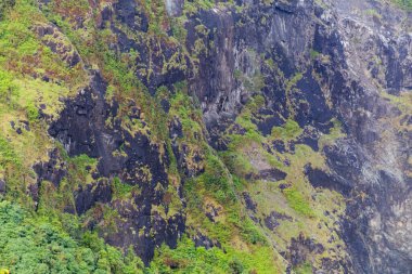 Islak bir ortamda yeşil yosun ve tropikal bitki örtüsüyle kaplı dik kayalık yüzey dokusu.