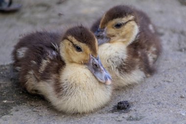 Gri beton zeminde yan yana dinlenen iki tüylü kahverengi ve kremalı ördek yavrusu..